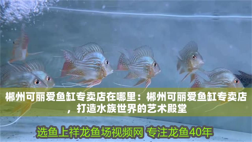 郴州可麗愛魚缸專賣店在哪里：郴州可麗愛魚缸專賣店，打造水族世界的藝術(shù)殿堂