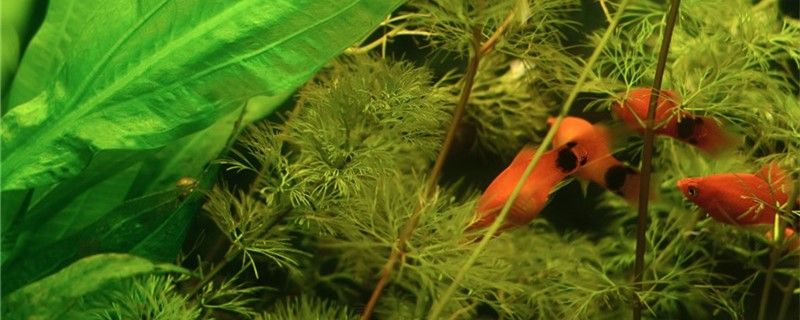 魚缸用增氧泵價格是多少:魚缸增氧機-xtrac增氧機-xtrac增氧機 魚類怎樣繁殖下一代繁殖方式有哪些 可麗愛魚缸 魚類怎樣繁殖下一代繁殖方式有哪些 魚類怎樣繁殖下一代繁殖方式有哪些 可麗愛魚缸