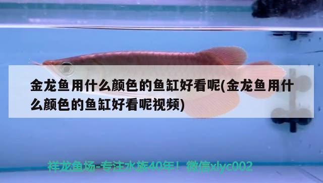 金龍魚用什么顏色的魚缸好看呢(金龍魚用什么顏色的魚缸好看呢視頻)