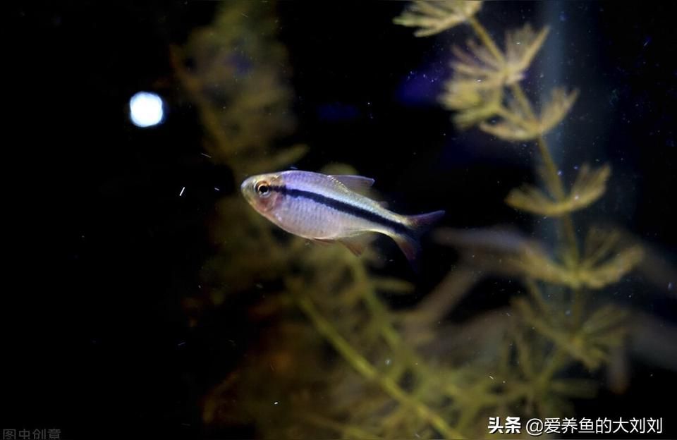 魚缸用增氧泵價格是多少:魚缸增氧機-xtrac增氧機-xtrac增氧機 光特億殺菌燈魚池戶外除藻綠水魚缸UV滅菌潛水式水族紫外線消毒燈 光特億 光特億殺菌燈魚池戶外除藻綠水魚缸UV滅菌潛水式水族紫外線消毒燈 光特億殺菌燈魚池戶外除藻綠水魚缸UV滅菌潛水式水族紫外線消毒燈 光特億