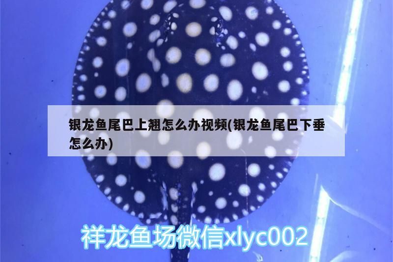 銀龍魚尾巴上翹怎么辦視頻(銀龍魚尾巴下垂怎么辦) 銀龍魚尾巴上翹怎么辦視頻(銀龍魚尾巴下垂怎么辦) 銀龍魚百科