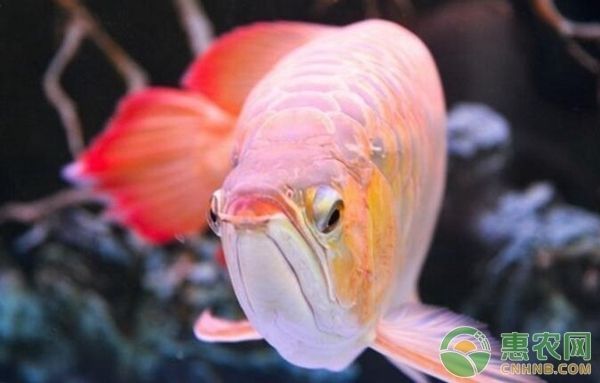 龍魚的養(yǎng)護和管理方法vs祥龍魚場:祥龍魚場養(yǎng)護和管理的關(guān)鍵點:祥龍魚場養(yǎng)護和管理的關(guān)鍵點 vs祥龍魚場 第1張 龍魚的養(yǎng)護和管理方法vs祥龍魚場:祥龍魚場養(yǎng)護和管理的關(guān)鍵點:祥龍魚場養(yǎng)護和管理的關(guān)鍵點 龍魚的養(yǎng)護和管理方法vs祥龍魚場:祥龍魚場養(yǎng)護和管理的關(guān)鍵點:祥龍魚場養(yǎng)護和管理的關(guān)鍵點 vs祥龍魚場 第1張