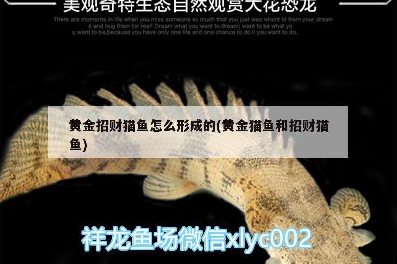 黃金招財貓魚怎么形成的(黃金貓魚和招財貓魚)