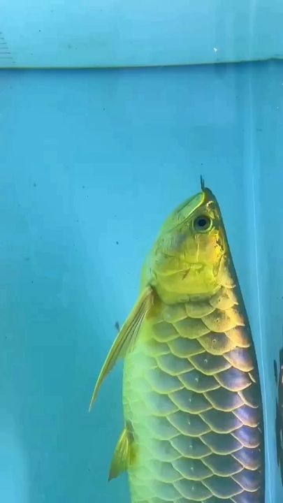 金頭大炮