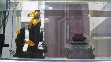 魚藥 cleair魚缸價格(你居然當著老師的面偷看真是什么歇后語) 速倍妥魚糧魚藥 cleair魚缸價格(你居然當著老師的面偷看真是什么歇后語) cleair魚缸價格(你居然當著老師的面偷看真是什么歇后語) 速倍妥魚糧魚藥