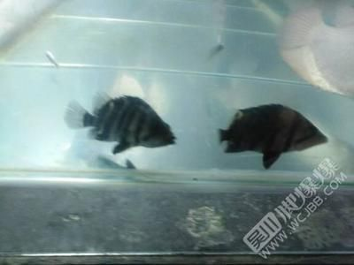 虎魚黑沙怎么處理干凈：如何處理虎魚身上的黑沙 虎魚黑沙怎么處理干凈：如何處理虎魚身上的黑沙 虎魚百科 第3張