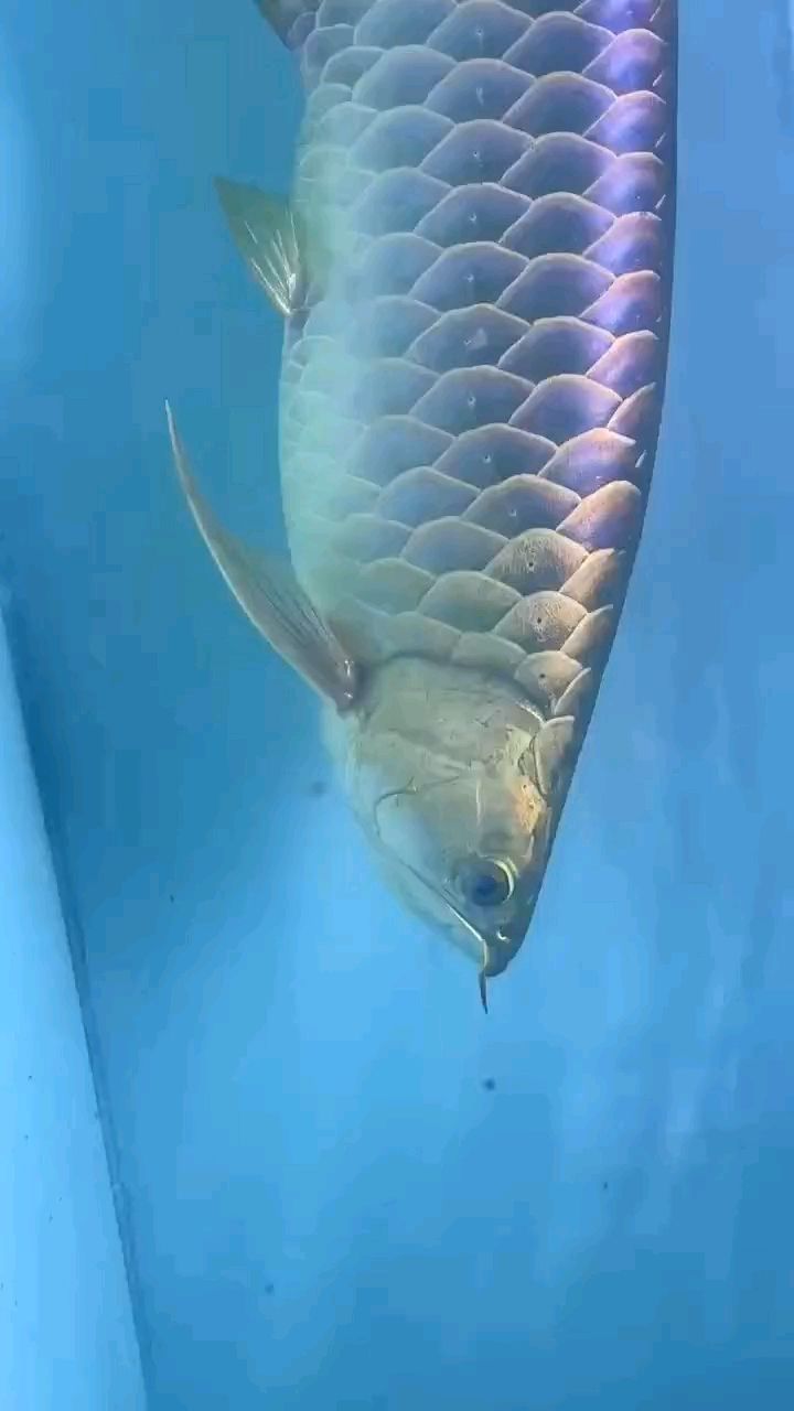 第九條巨無霸 第九條巨無霸 龍魚論壇
