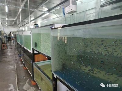 水族館店鋪分類屬于哪個(gè)部門（水族館店鋪分類） 水族館店鋪分類屬于哪個(gè)部門（水族館店鋪分類） 水族館百科（水族館加盟） 第1張