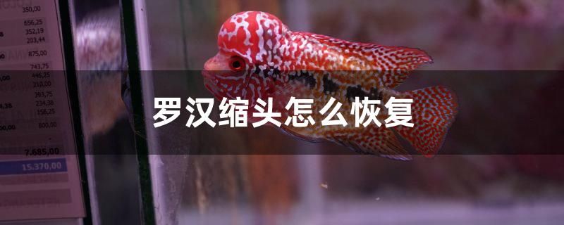 羅漢縮頭怎么恢復