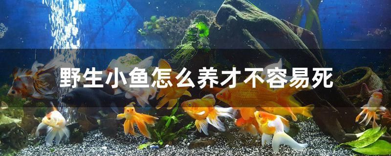 魚缸用增氧泵價格是多少:魚缸增氧機-xtrac增氧機-xtrac增氧機 野生小魚怎么養才不容易死 可麗愛魚缸 野生小魚怎么養才不容易死 野生小魚怎么養才不容易死 可麗愛魚缸