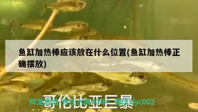 魚缸加熱棒應該放在什么位置(魚缸加熱棒正確擺放)
