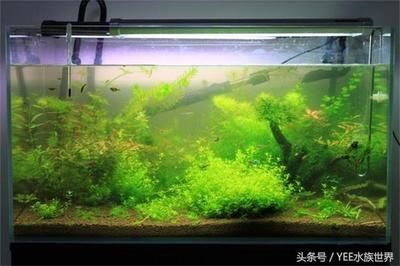 yee魚缸質量怎么樣：yee魚缸商標logo僅為一層貼紙，消費者應考慮這些因素 yee魚缸質量怎么樣：yee魚缸商標logo僅為一層貼紙，消費者應考慮這些因素 yee 第4張
