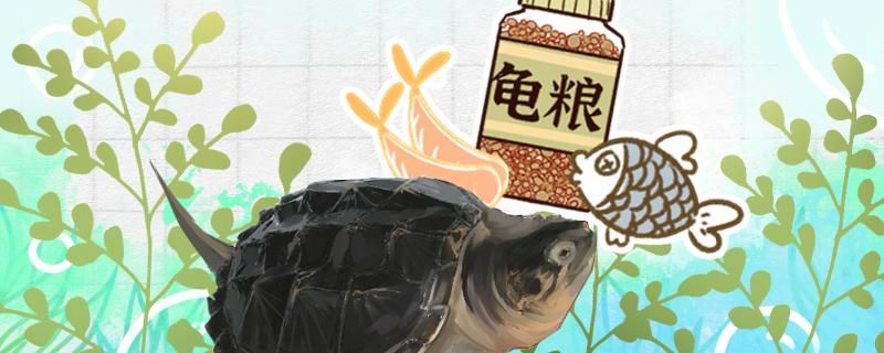 鱷魚龜吃什么食物一天喂幾次