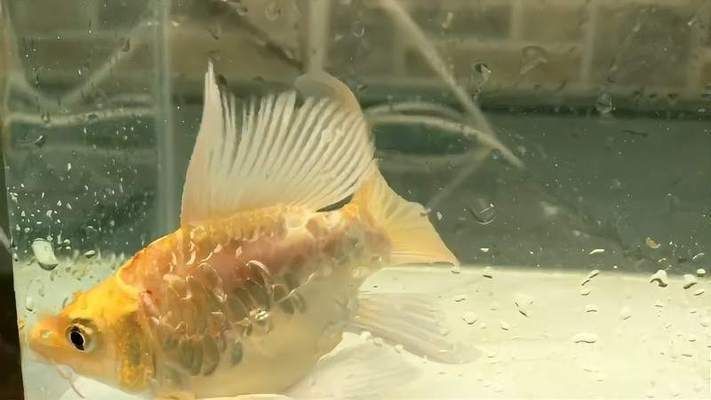 蝴蝶鯉魚品種大全（臺灣蝴蝶鯉品種分類及特征：蝴蝶鯉品種多達40余種）