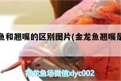 銀龍魚和翹嘴的區別圖片(金龍魚翹嘴是為什么) 銀龍魚和翹嘴的區別圖片(金龍魚翹嘴是為什么) 銀龍魚百科