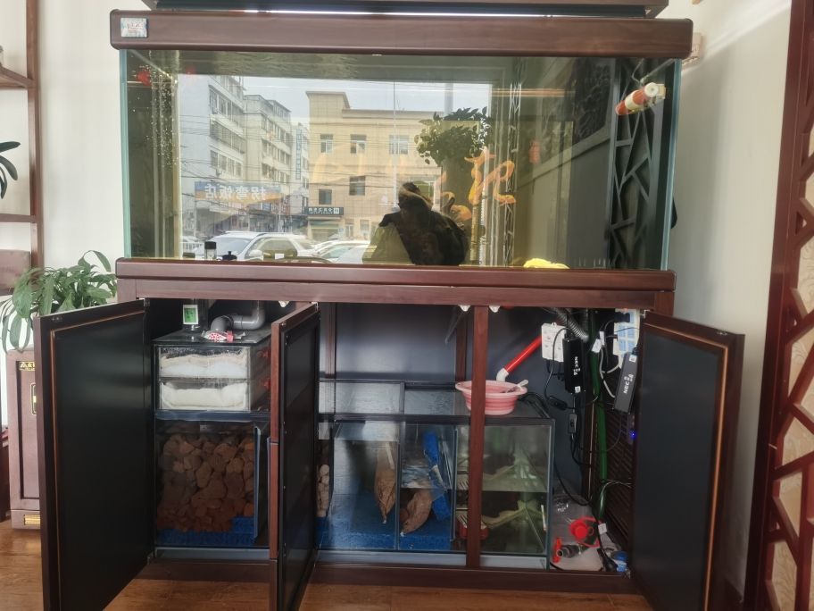養七彩雷龍多大魚缸合適呢（養七彩雷龍多大魚缸合適呢視頻）