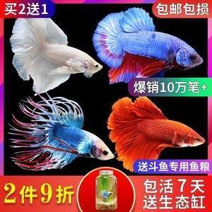 高端觀賞魚淡水魚（觀賞魚的養(yǎng)殖技術(shù)對于想要養(yǎng)殖觀賞魚的人來說至關(guān)重要）