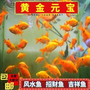 高端觀賞魚淡水魚（觀賞魚的養(yǎng)殖技術(shù)對于想要養(yǎng)殖觀賞魚的人來說至關(guān)重要）