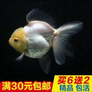 高端觀賞魚淡水魚（觀賞魚的養(yǎng)殖技術(shù)對于想要養(yǎng)殖觀賞魚的人來說至關(guān)重要）