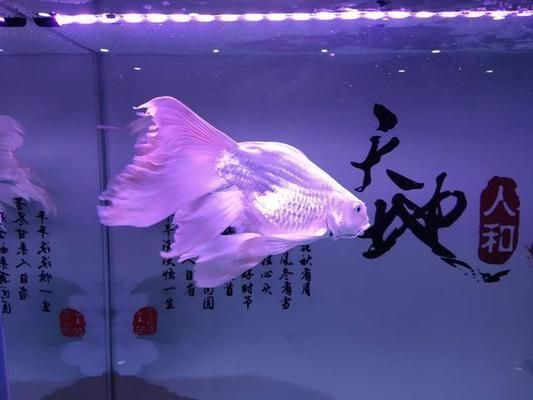 什么顏色蝴蝶鯉招財（蝴蝶鯉顏色與風水招財） 什么顏色蝴蝶鯉招財（蝴蝶鯉顏色與風水招財） 蝴蝶鯉百科 第2張