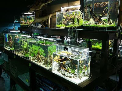 水族館加盟店賺錢嗎知乎怎么樣啊（水族館加盟店的盈利能力）