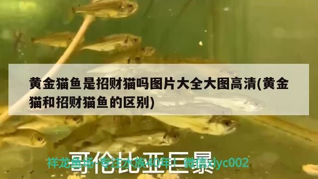 黃金貓魚是招財貓嗎圖片大全大圖高清(黃金貓和招財貓魚的區別)