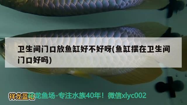 衛生間門口放魚缸好不好呀(魚缸擺在衛生間門口好嗎)