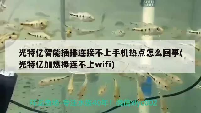 光特億智能插排連接不上手機熱點怎么回事(光特億加熱棒連不上wifi)