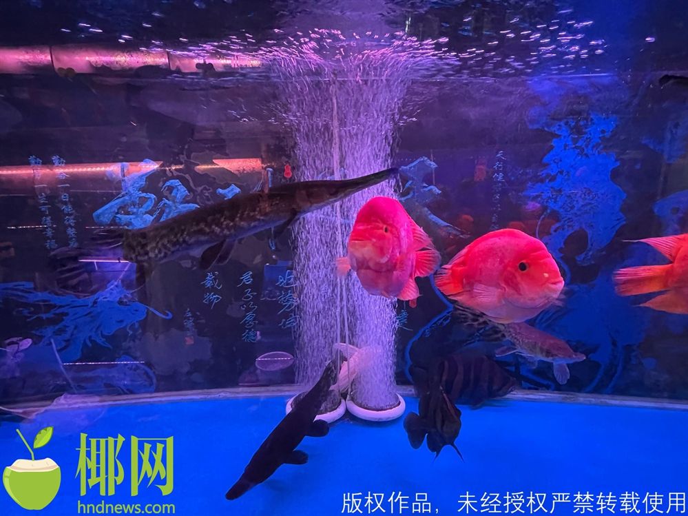 開家水族館進(jìn)貨要求多少錢（開設(shè)一家水族館的進(jìn)貨要求及詳情） 開家水族館進(jìn)貨要求多少錢（開設(shè)一家水族館的進(jìn)貨要求及詳情） 水族館百科（水族館加盟） 第1張
