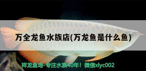 鸚鵡魚和銀龍魚混養怎樣喂食 萬全龍魚水族店(萬龍魚是什么魚) 九鼎魚缸 萬全龍魚水族店(萬龍魚是什么魚) 萬全龍魚水族店(萬龍魚是什么魚) 九鼎魚缸