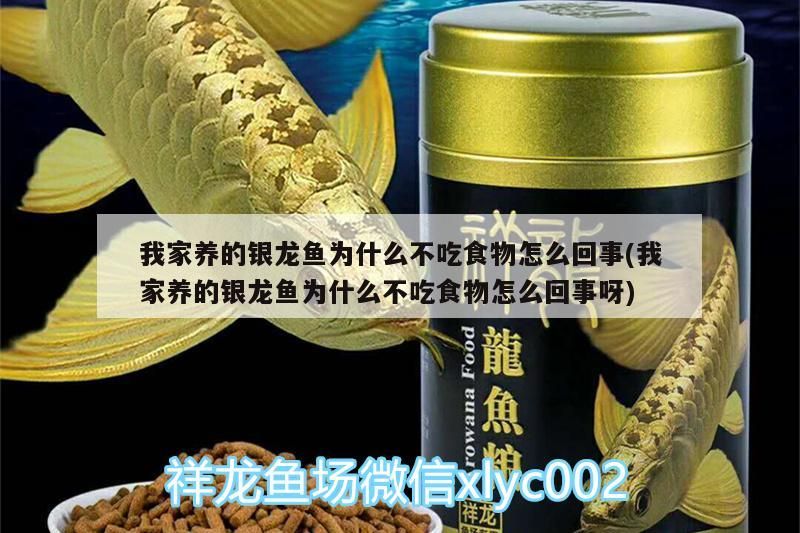 我家養的銀龍魚為什么不吃食物怎么回事(我家養的銀龍魚為什么不吃食物怎么回事呀) 我家養的銀龍魚為什么不吃食物怎么回事(我家養的銀龍魚為什么不吃食物怎么回事呀) 銀龍魚百科