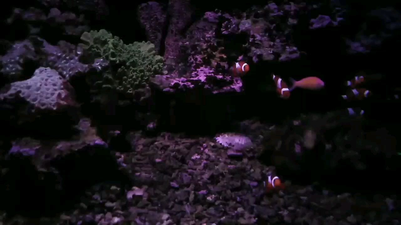 陪一缸有緣?mèng)~抱一顆平常心
