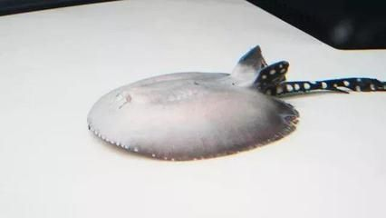 魟魚一動不動正常嗎：魟魚一動不動是否正常
