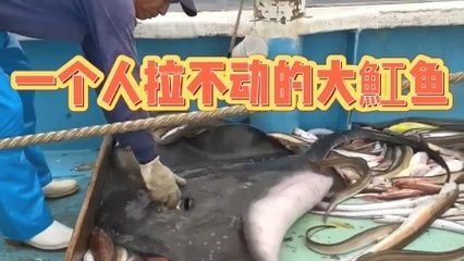魟魚一動不動正常嗎：魟魚一動不動是否正常