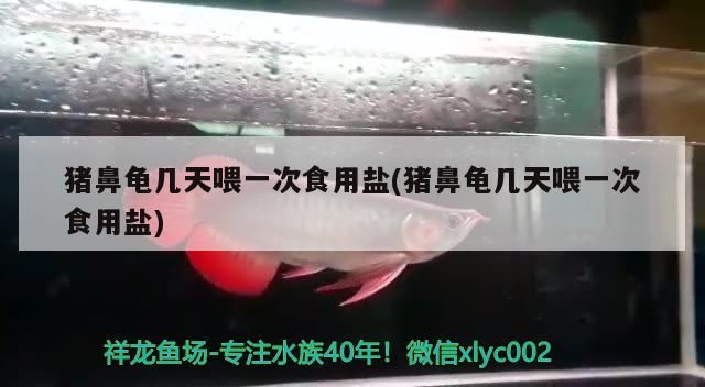 豬鼻龜幾天喂一次食用鹽(豬鼻龜幾天喂一次食用鹽)