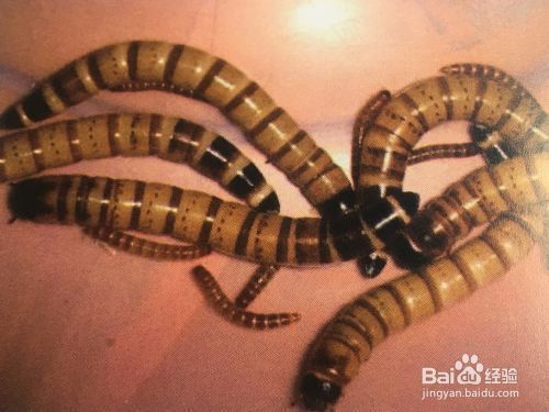 龍魚吃什么食物最好？vs祥龍魚場：龍魚的最佳食物選擇 龍魚吃什么食物最好？vs祥龍魚場：龍魚的最佳食物選擇 vs祥龍魚場 第3張