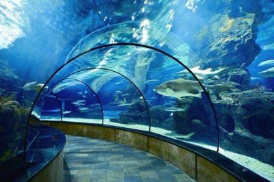 水族館建造費(fèi)用標(biāo)準(zhǔn)：水族館設(shè)計(jì)創(chuàng)意案例分享