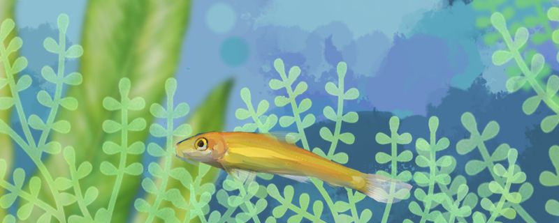 魚缸放陶粒魚糞便怎么辦魚缸糞便怎么清理