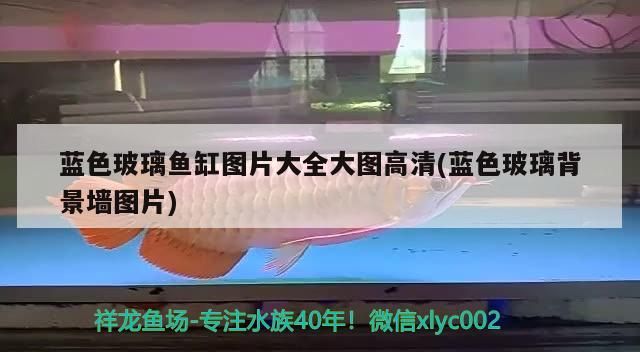 藍色玻璃魚缸圖片大全大圖高清(藍色玻璃背景墻圖片) 藍色玻璃魚缸圖片大全大圖高清(藍色玻璃背景墻圖片) 錦鯉魚百科