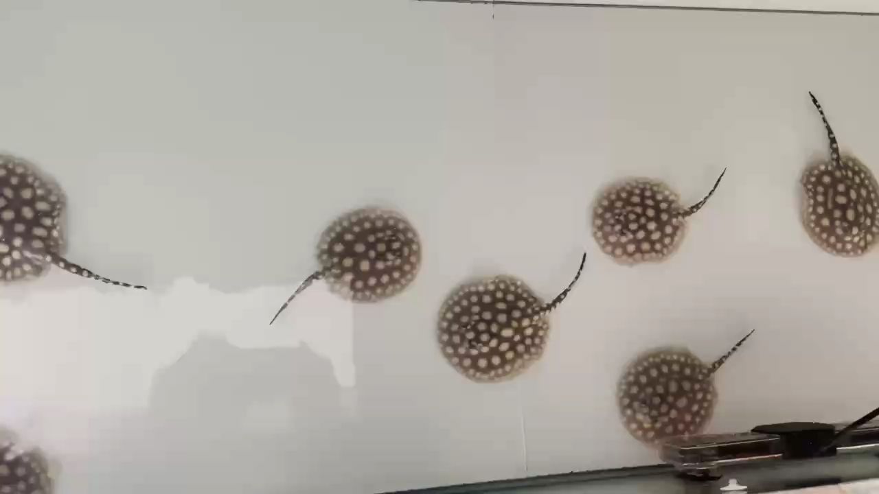 狀態棒棒的 狀態棒棒的 龍魚論壇 第1張