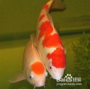 蝴蝶鯉趴缸底的最佳治療（蝴蝶鯉趴缸底怎么辦）