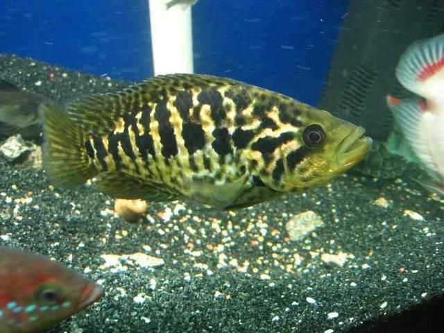 紅老虎魚混養(yǎng)最佳伴侶，紅老虎魚混養(yǎng)密度控制，