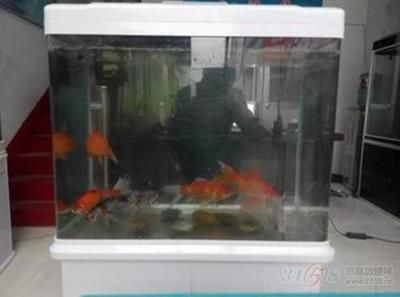 380的魚缸適合養什么魚：380魚缸適合養什么樣的魚？