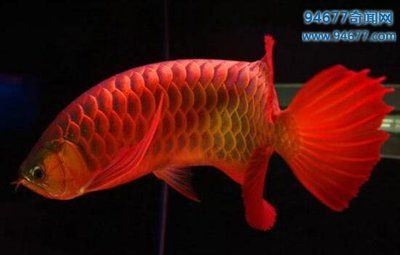 紅龍魚最貴的一條多少錢