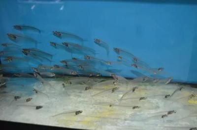 觀賞魚名貴品種排名（名貴觀賞魚養(yǎng)殖技術(shù)） 觀賞魚名貴品種排名（名貴觀賞魚養(yǎng)殖技術(shù)） 伊罕水族 第4張