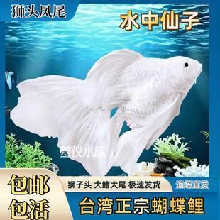獅子頭蝴蝶鯉幼苗圖片（關于獅子頭蝴蝶鯉幼苗的圖片資源綜合搜索結果信息整理） 獅子頭蝴蝶鯉幼苗圖片（關于獅子頭蝴蝶鯉幼苗的圖片資源綜合搜索結果信息整理） 蝴蝶鯉百科 第2張