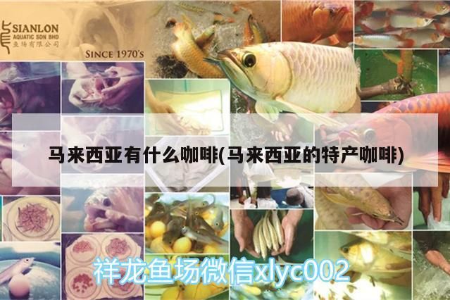 馬來西亞有什么咖啡(馬來西亞的特產咖啡)