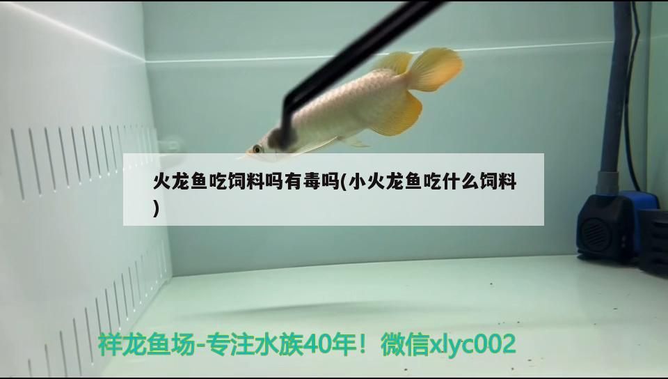 過背金龍魚怎么看公母圖片(金龍魚過背和高背區(qū)別圖) 過背金龍魚怎么看公母圖片(金龍魚過背和高背區(qū)別圖) 金龍魚百科