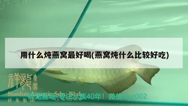 藍曼龍魚飼養方法（曼龍魚怎么養） 藍曼龍魚飼養方法（曼龍魚怎么養） 黃金貓魚百科 第1張