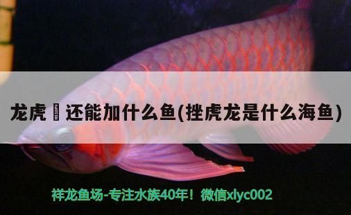 蝴蝶鯉 龍虎魟還能加什么魚(挫虎龍是什么海魚) 錦鯉魚百科 龍虎魟還能加什么魚(挫虎龍是什么海魚) 龍虎魟還能加什么魚(挫虎龍是什么海魚) 錦鯉魚百科